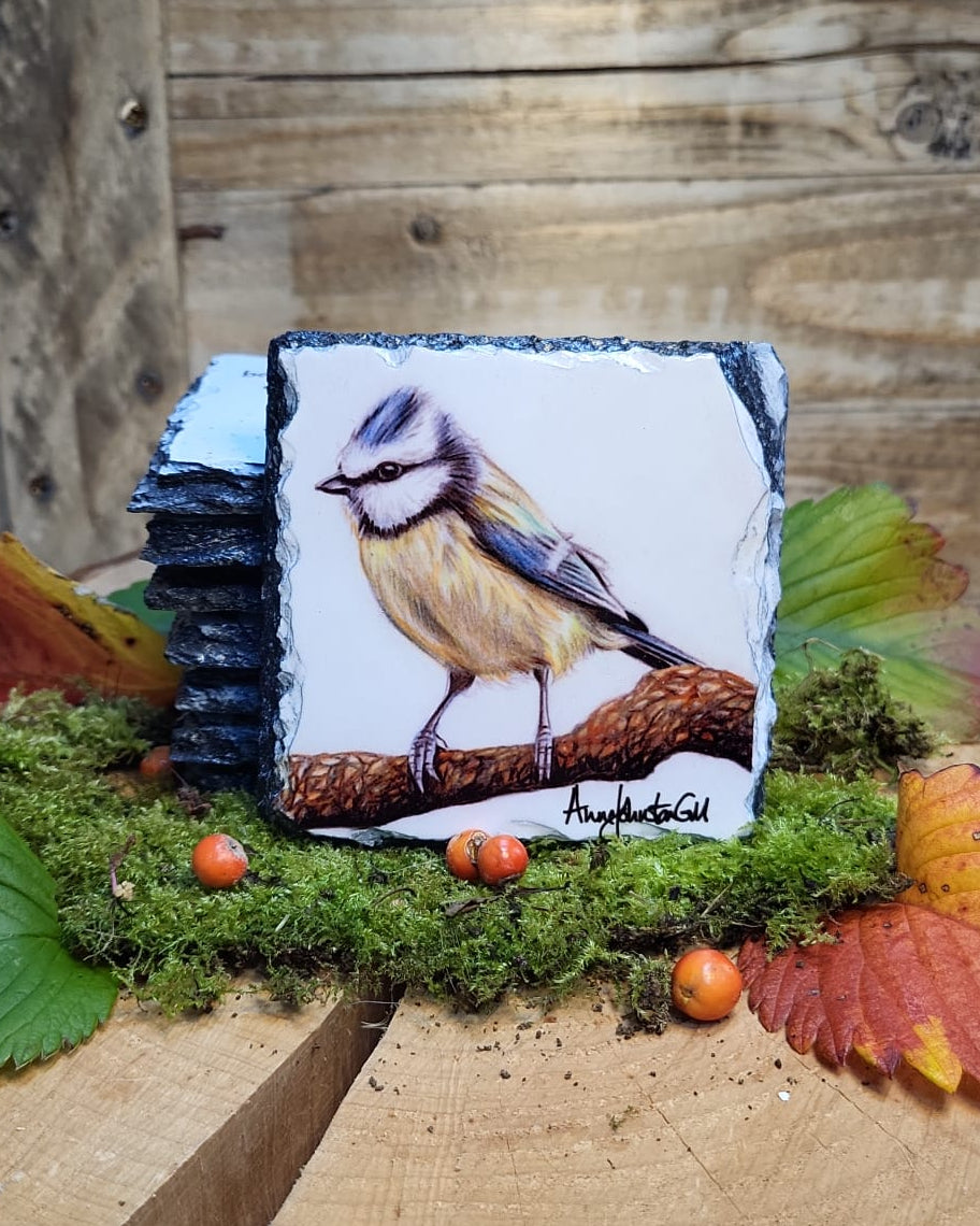 Eurasian blue tit slate coaster